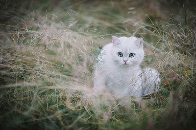 Portrait of a cat on field