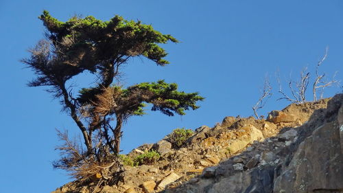 Low angle view of trees against clear blue sky