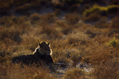 Portrait of lioness walking on field