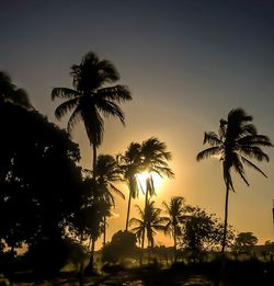 Silhouette of palm trees at sunset