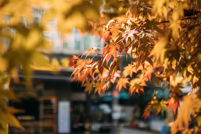 Low angle view of autumn leaves on tree