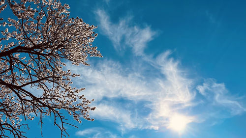Almond tree blossom over blue sky 