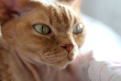Close-up portrait of devon rex cat 