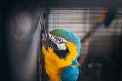 Close-up of a parrot