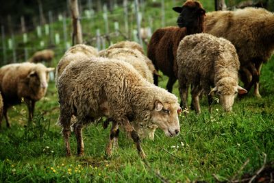 Sheep grazing in a field