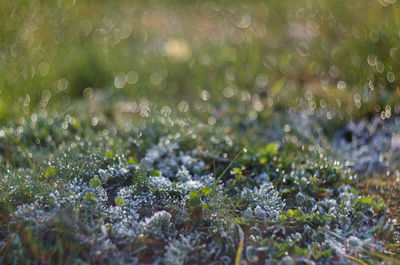 Close-up of spider web