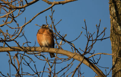 Low angle view of bird perching on branch