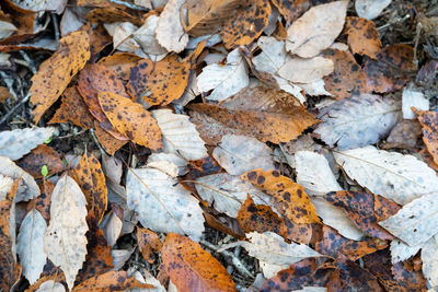 Full frame shot of dry leaves on land