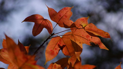 Hong kong, yuen long, tai tong red leaves in late autumn