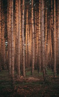 Pine trees in forest