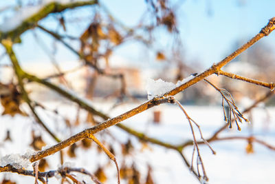 Close-up of frozen plant during winter