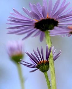 Close-up of purple flower