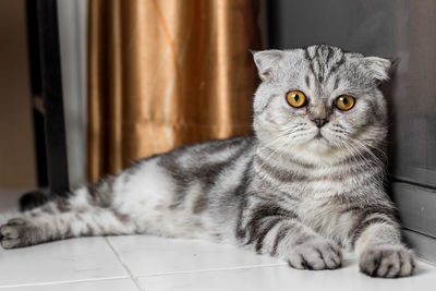 Close-up portrait of a cat