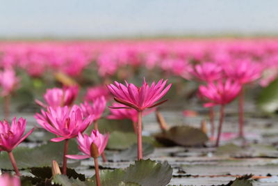 Close-up of pink water lily in lake