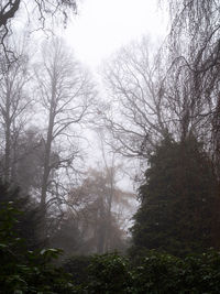 Trees in forest against sky