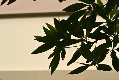 Close-up of silhouette plant against sky