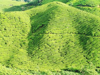 High angle view of crop growing on field