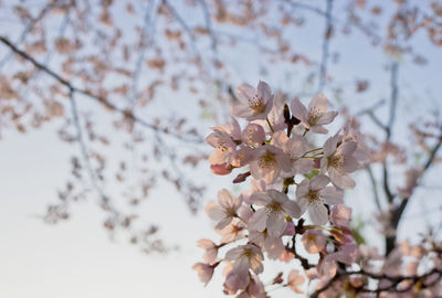 Low angle view of cherry blossom tree