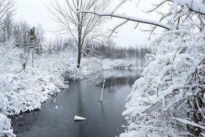 Frozen lake amidst bare trees during winter