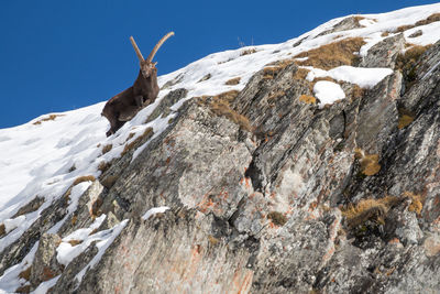 Low angle view of animal on rock