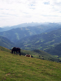 Cows grazing on field against sky