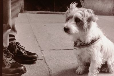 Close-up of dog outdoors