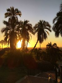 Palm trees at sunset