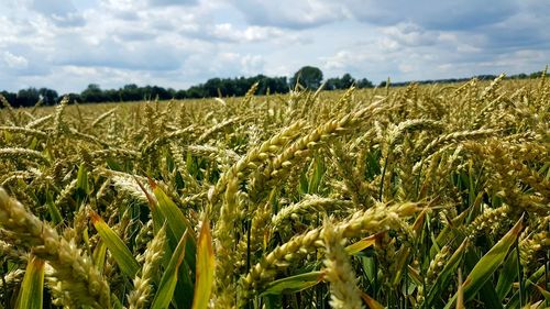 Scenic view of wheat field against sky