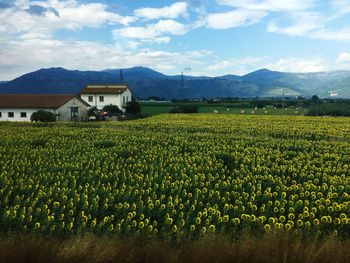 Scenic view of agricultural field against sky