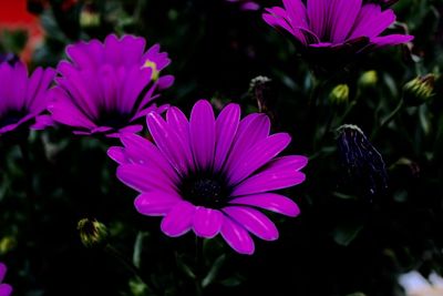 Close-up of pink flowers