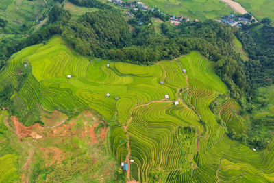 Scenic view of rice paddy