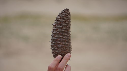 Close-up of person holding hand against blurred background