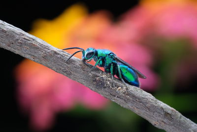 Close-up of insect on wood