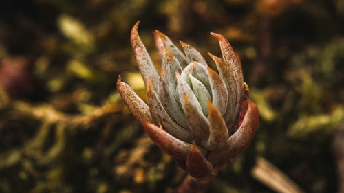 Close-up of flowering plant