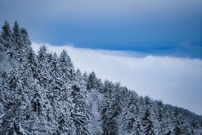 Low angle view of pine tree against sky