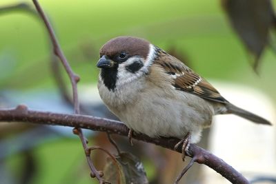 Close-up of bird perching on tree