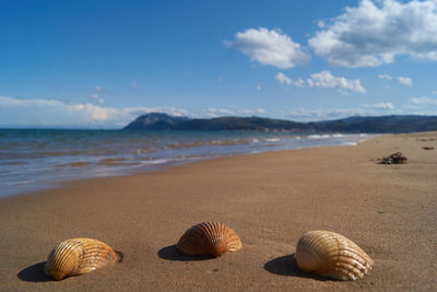 View of seashell on beach