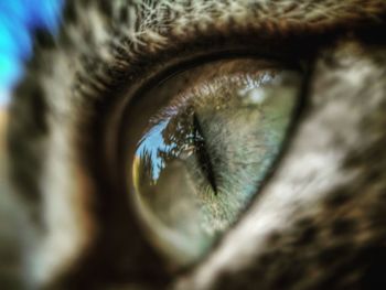 Extreme close-up of human eye