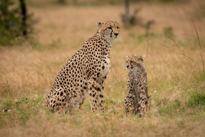 Cheetahs sitting on grassy field in forest