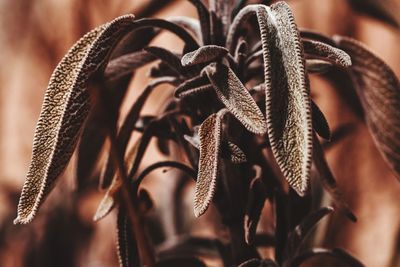 Close-up of dry plant outdoors