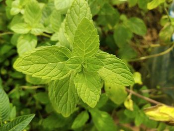 High angle view of plant leaves on field