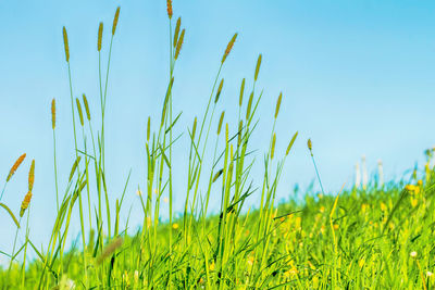 Close-up of grass growing on field against clear sky