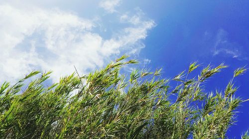 Low angle view of trees against blue sky