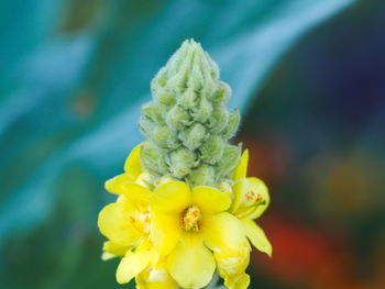 Close-up of yellow flowering plant