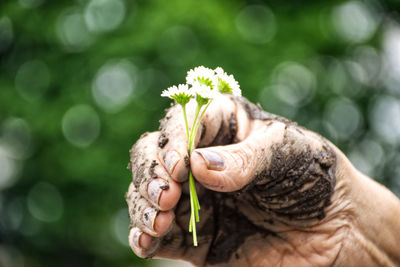 Cropped image of dirty hand holding white flowers