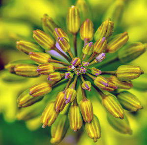 Close-up of yellow flowering plant