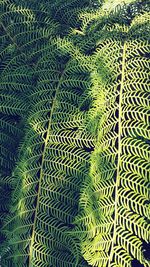 Full frame shot of fern tree