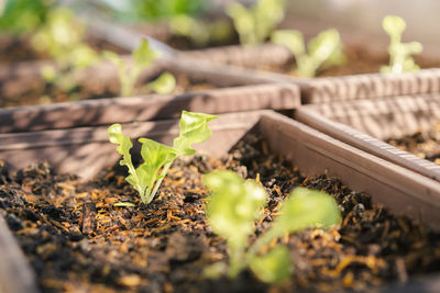 Close-up of small plant growing in mud