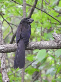 Bird perching on branch