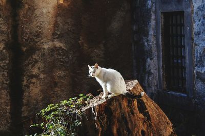 Cat sitting on a tree